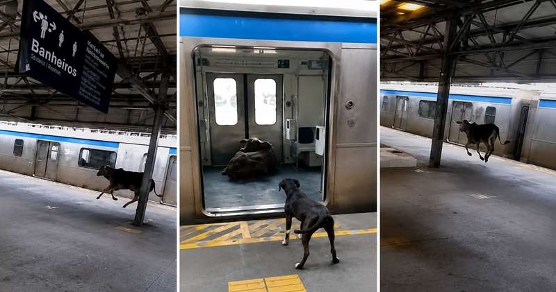 Um bezerro surpreendeu passageiros ao invadir a estação de trem de Japeri, na Baixada Fluminense, e entrar em um dos vagões.