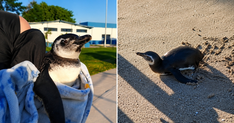 Pinguim é resgatado no Piscinão de Ramos