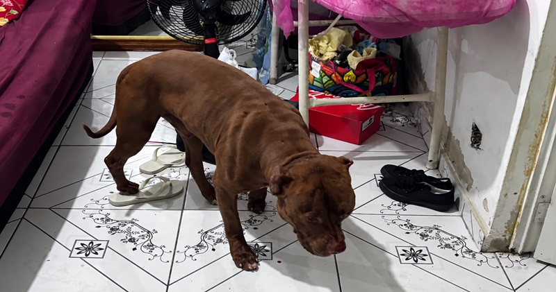 CRIANÇA DE 3 ANOS MORRE APÓS SER ATACADA POR PITBULL EM COSMOS; TUTOR DO ANIMAL É PRESO